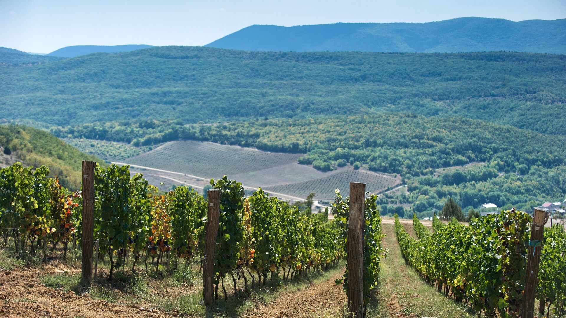 Виноградники винодельческого хозяйства UPPA Winery в селе Родное Балаклавского района Севастополя - РИА Новости, 1920, 22.03.2022