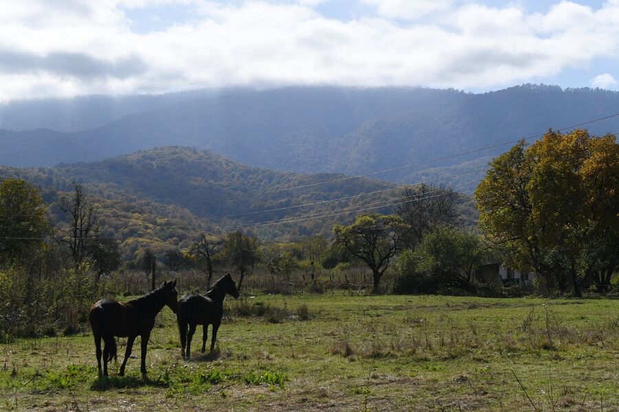 Лошади возле селения Даттых Сунженского района Ингушетии