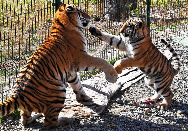 Молодая тигрица по кличке Алекса и амурский тигренок по кличке Тайган, привезенный и крымского парка Тайган, в вольере на территории зоопарка Садгород во Владивостоке