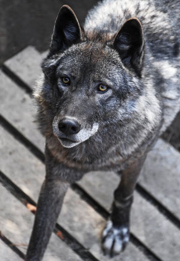 Канадский волк в вольере на территории зоопарка Садгород во Владивостоке