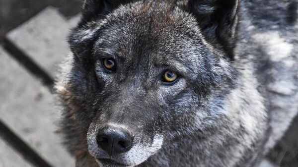 Канадский волк в вольере на территории зоопарка Садгород во Владивостоке