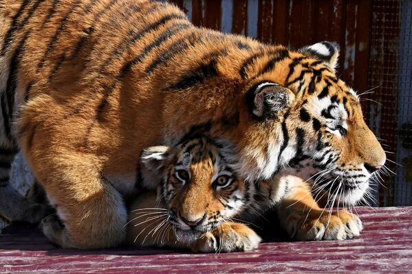 Молодая тигрица по кличке Алекса и амурский тигренок по кличке Тайган, привезенный из крымского парка Тайган, в вольере на территории зоопарка Садгород во Владивостоке