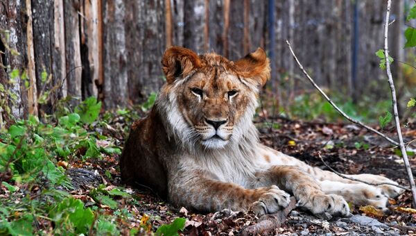 Годовалый африканский лев по кличке Гефест, недавно переданным  зоопарку из частных рук, в вольере на территории зоопарка Садгород во Владивостоке