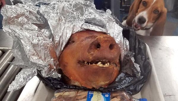 Голова свиньи, обнаруженная в багаже путешественника из Эквадора в аэропорту Атланты