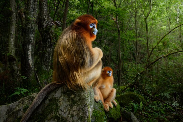 Работа фотографа Marsel van Oosten. Победители конкурса Wildlife Photographer of the Year 2018