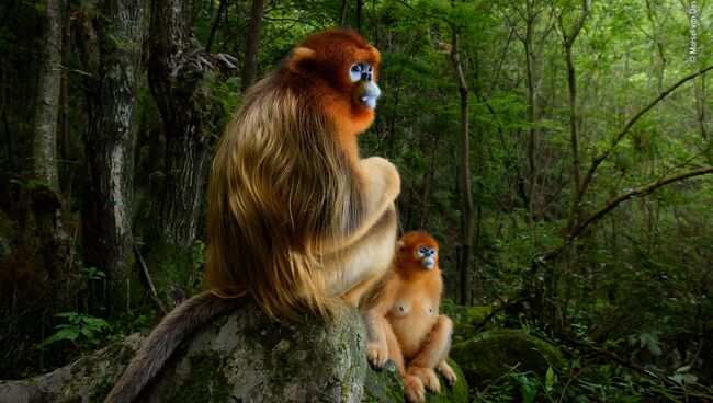 Работа фотографа Marsel van Oosten. Победители конкурса Wildlife Photographer of the Year 2018