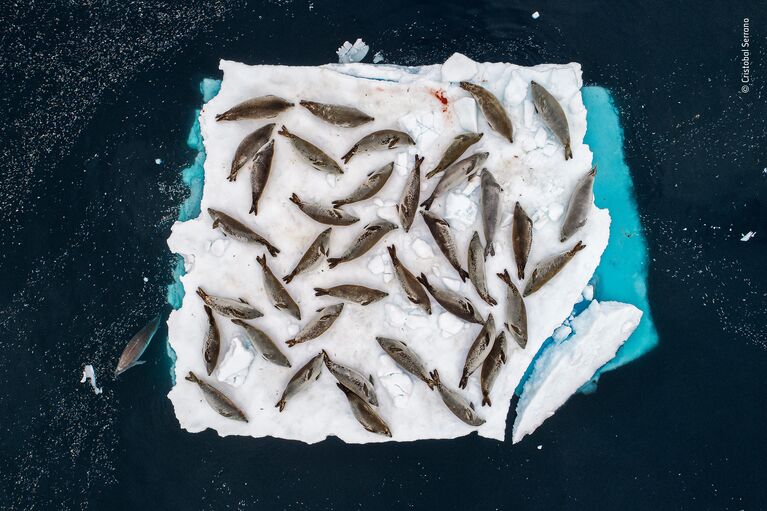 Работа фотографа Cristobal Serrano. Победители конкурса Wildlife Photographer of the Year 2018