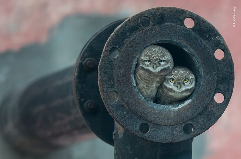 Работа фотографа Arshdeep Singh. Победители конкурса Wildlife Photographer of the Year 2018