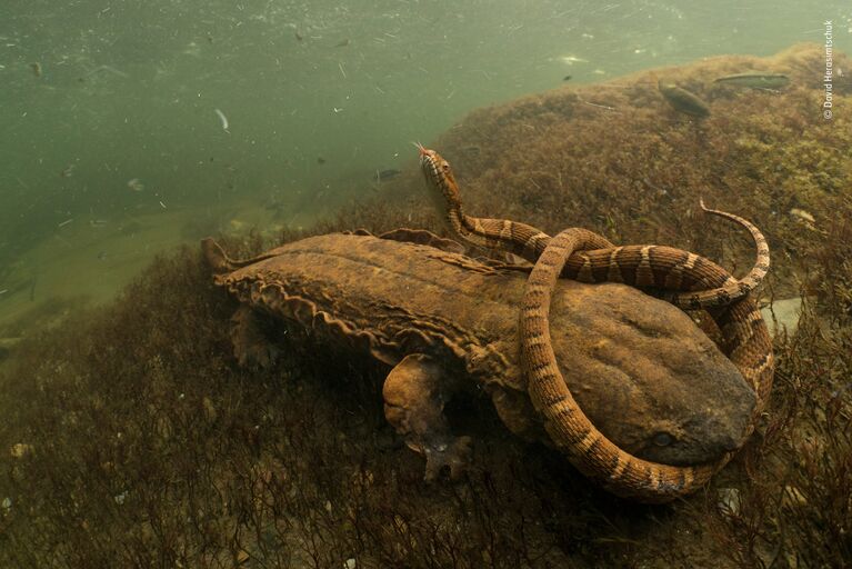 Работа фотографа David Herasimtschuk. Победители конкурса Wildlife Photographer of the Year 2018