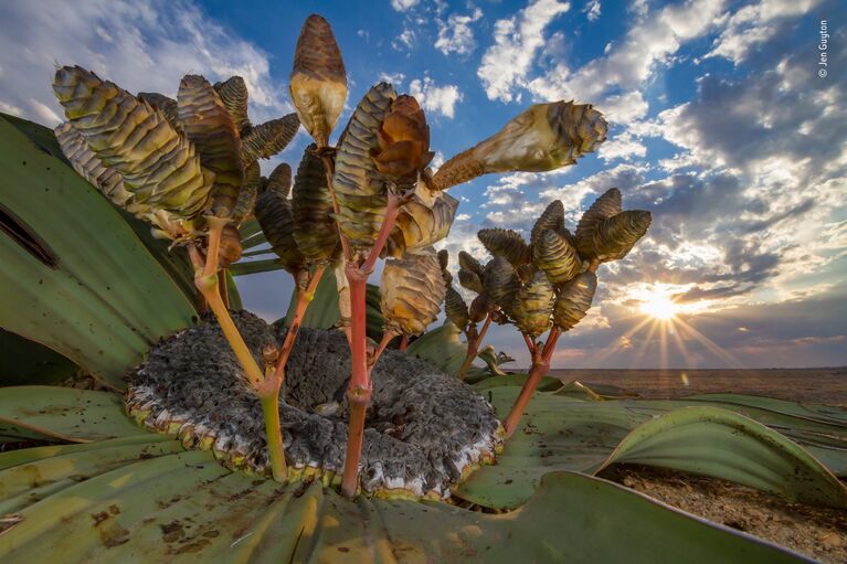 Работа фотографа Jen Guyton. Победители конкурса Wildlife Photographer of the Year 2018