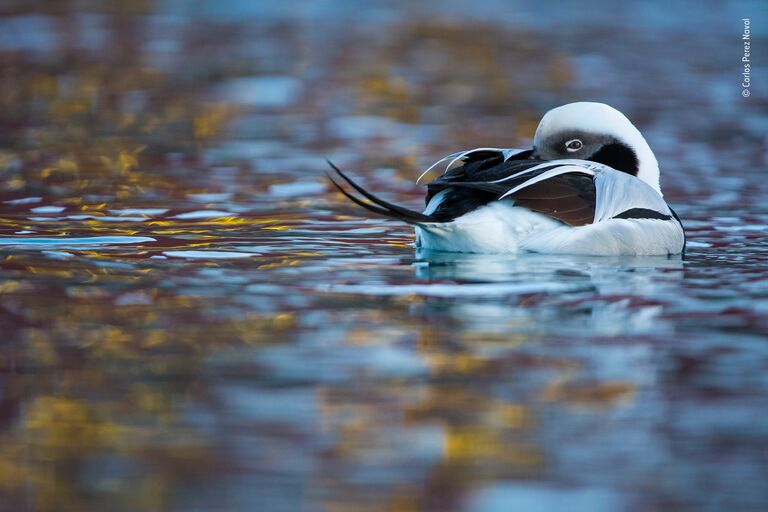 Работа фотографа Carlos Perez Naval. Победители конкурса Wildlife Photographer of the Year 2018