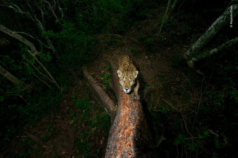 Работа фотографа Alejandro Prieto. Победители конкурса Wildlife Photographer of the Year 2018