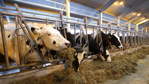 Коровы на молочной ферме. Архивное фото