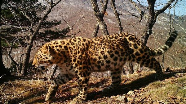 Дальневосточный леопард Leo 99M