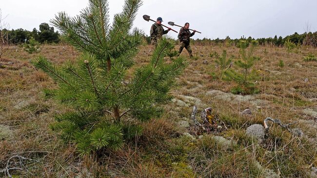 В рамках акции Живи, лес! в Брянской области высадили 4000 сеянцев сосны