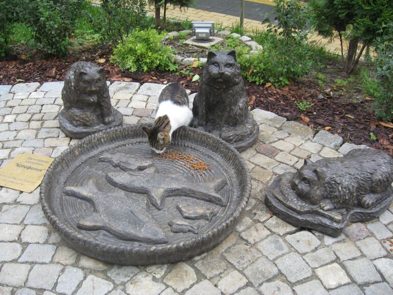 Большая миска в Котофейне, за которой следит котошеф Светлана Большая миска в Котофейне, за которой следит котошеф Светлана