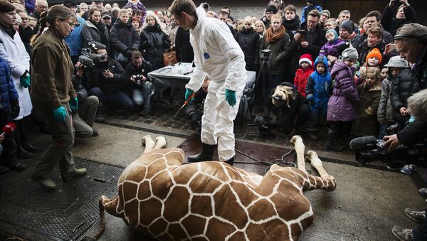 Показательное расчленение жирафа по кличке Мариус в зоопарке Дании. 2014 год