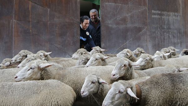 Ежегодная миграция овец через Мадрид