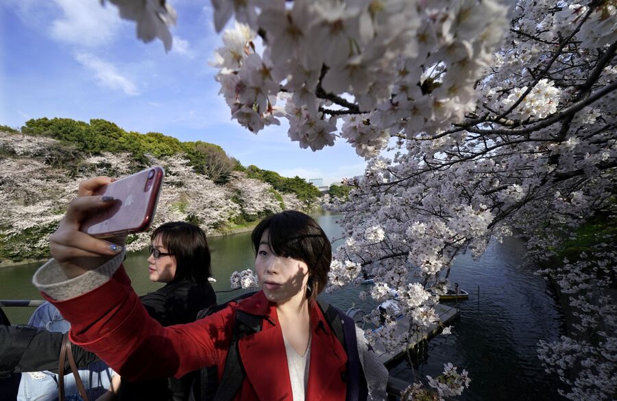 Девушка фотографируется на фоне цветущей сакуры в Токио, Япония