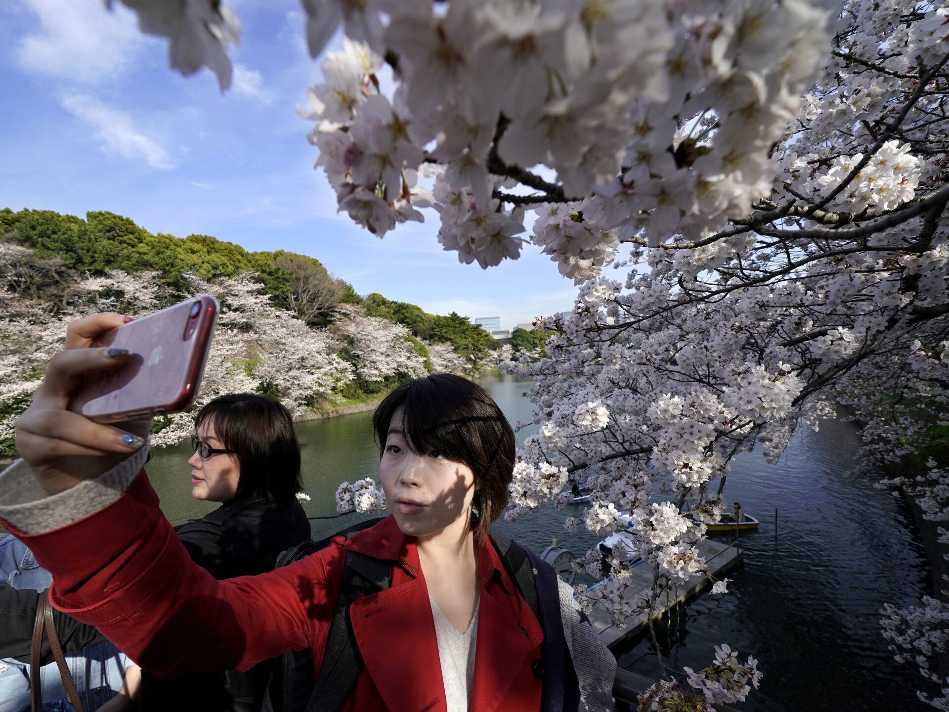 Цветение сакуры в Японии в этом году начнется раньше - РИА Новости,  13.03.2021
