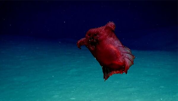 Животное вида Enypniastes eximia (Розовый морской огурец) попало на камеру в австралийских водах близ Антарктики