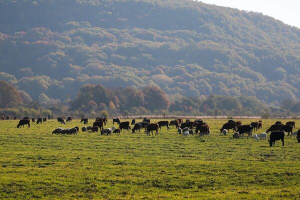 Коровы пасутся на пастбище в Республике Адыгея
