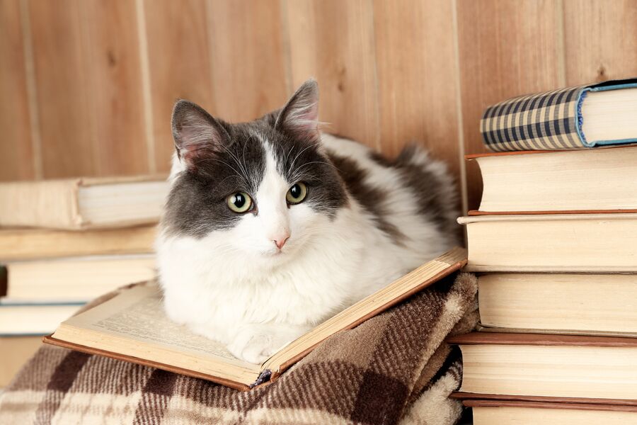 Кот с книжкой