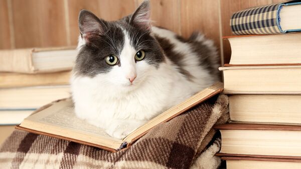 Кот с книжкой