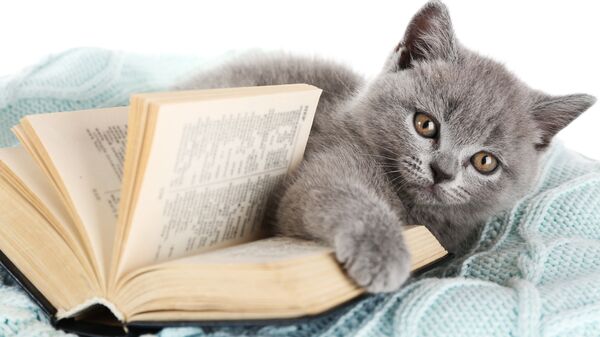 Котенок с книжкой