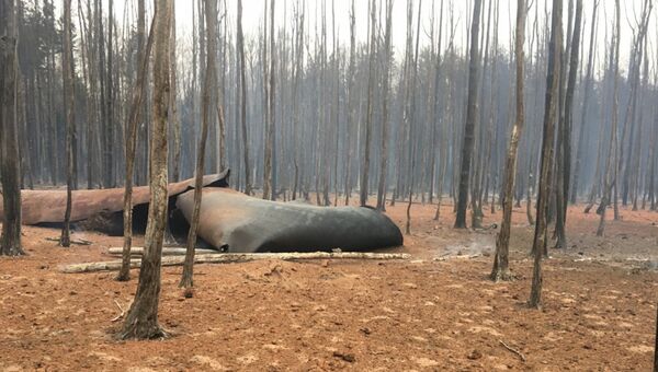 Последствия возгорания магистрального газопровода возле деревни Адино во Владимирской области. 24 октября 2018