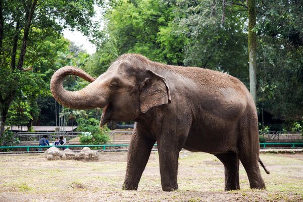 Слоненок в зоопарке Рагунан в Джакарте