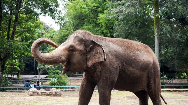 Слоненок в зоопарке Рагунан в Джакарте