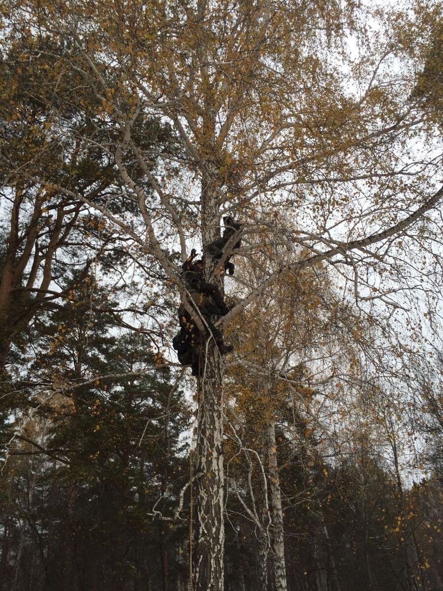 Курс выживания. Уральские леса. Ночевка на дереве. Октябрь 2016