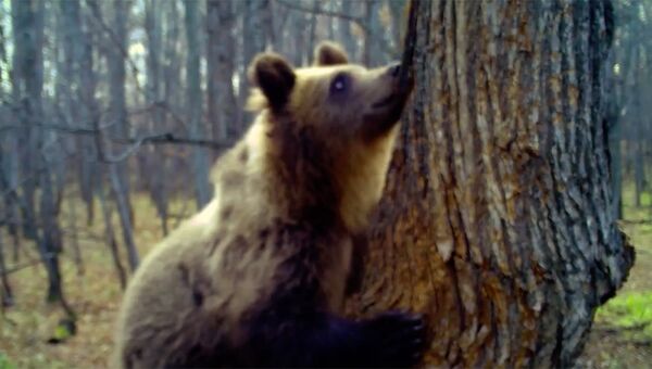 Медведь лакомится медом в национальном парке Башкирия. Стоп-кадр записи камеры видеонаблюдения