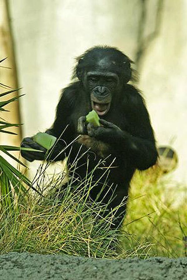 Карликовые шимпанзе, бонобо