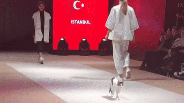 Кошка прошлась по подиуму во время модного показа в Стамбуле