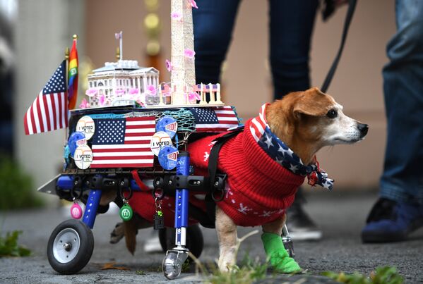 Собака в костюме на ежегодном параде в канун Хеллоуина на площади Томпкинс в Нью-Йорке