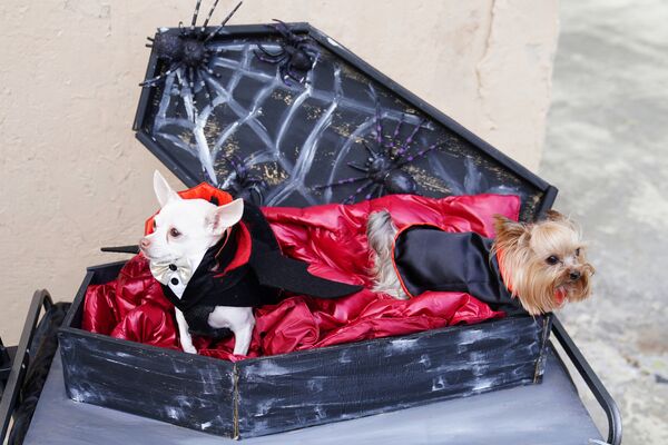 Собаки в костюме на ежегодном параде в канун Хеллоуина в парке Ист-Ривер Нью-Йорка