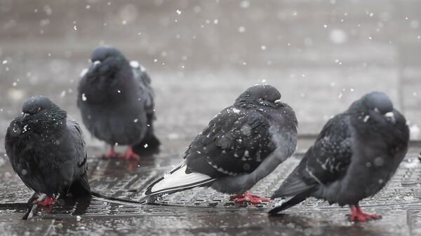 Голуби во время снегопада. Архивное фото