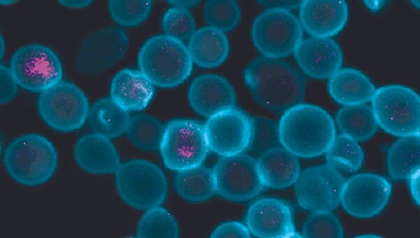 Клетки дрожжей с синтетическими митохондриями