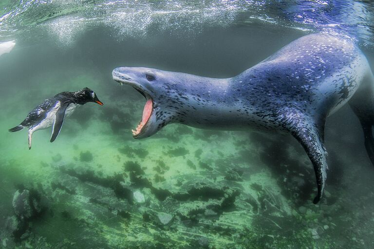 Снимок Facing Reality фотографа из США Amos Nachoum, занявший первое место в категории Animals in their Environment в конкурсе Siena International Photo Awards 2018