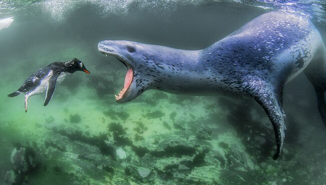 Снимок Facing Reality фотографа Amos Nachoum, занявший первое место в категории Animals in their Environment в конкурсе Siena International Photo Awards 2018