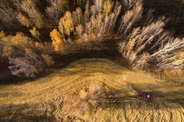 Уборка урожая яровой пшеницы в Новосибирской области