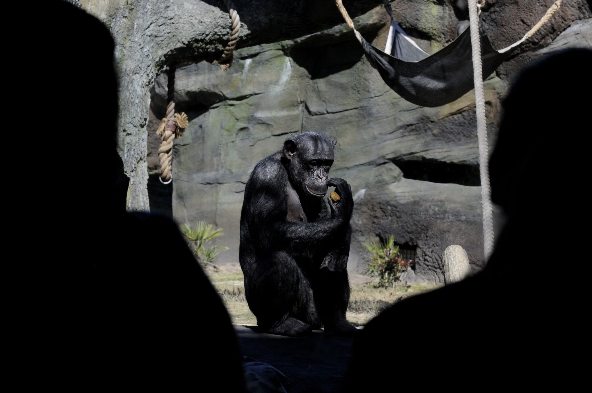 Шимпанзе в Хьюстонском зоопарке - РИА Новости, 1920, 02.02.2021