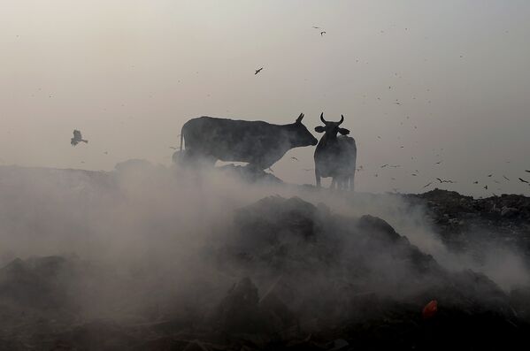 Коровы у мусорного полигона Bhalswa в Нью-Дели, Индия 