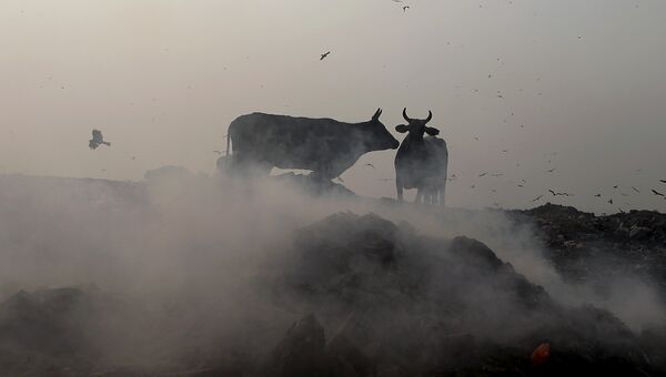Коровы у мусорного полигона Bhalswa в Нью-Дели, Индия