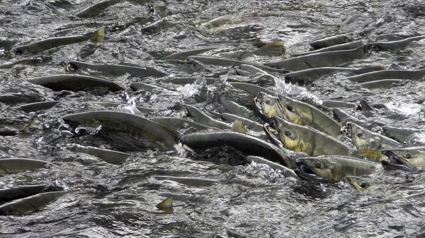 Лосось проходит через рыбопропускные сооружения в Джуно на Аляске