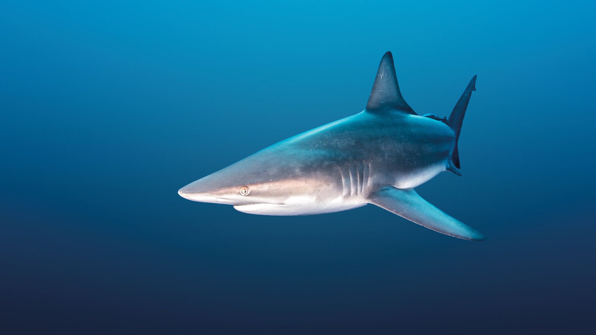 СМИ: на Багамах в результате нападения акулы погибла американская туристка  - РИА Новости, 05.12.2023