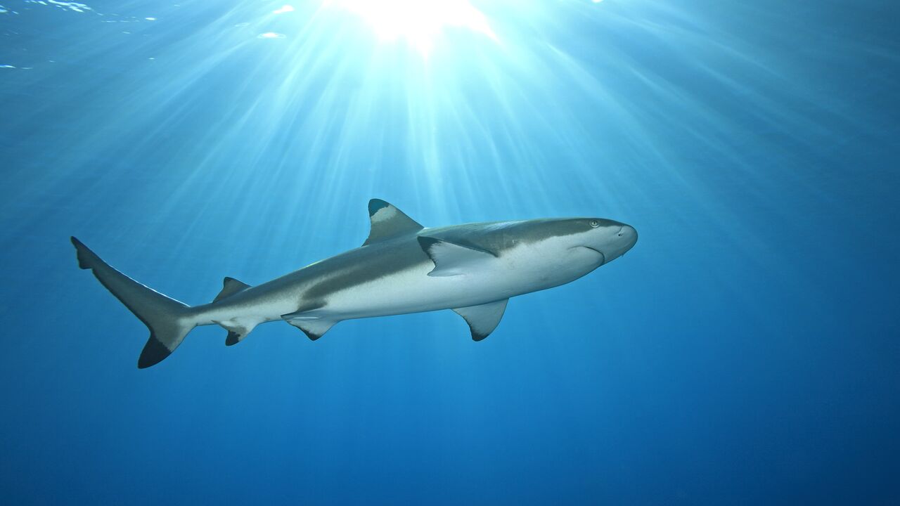 Черноперая рифовая акула Мальдивы