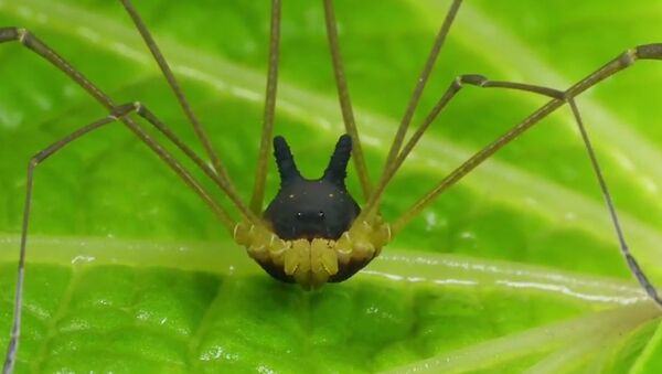 Необычное паукообразное, найденное в лесах Эквадора